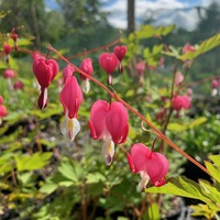 Lamprocapnos spectabilis 